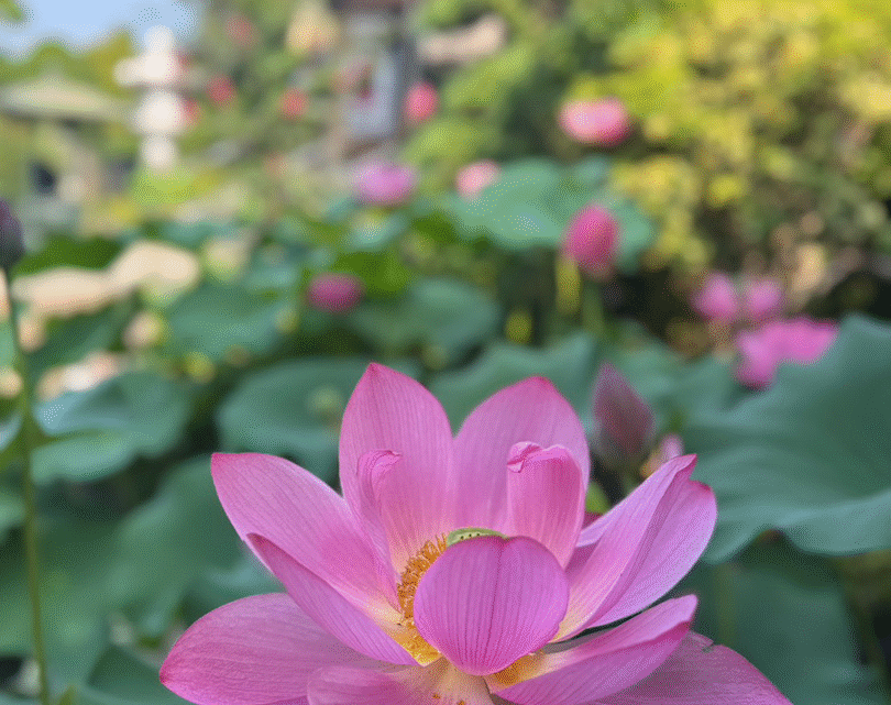 2025蓮４