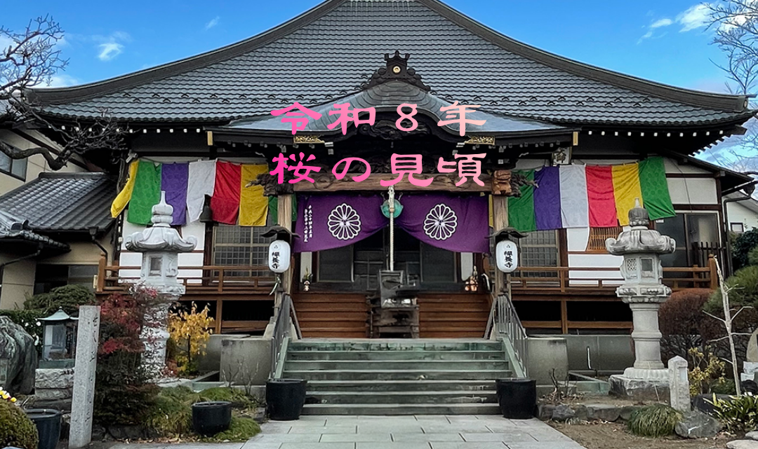 桜の見頃