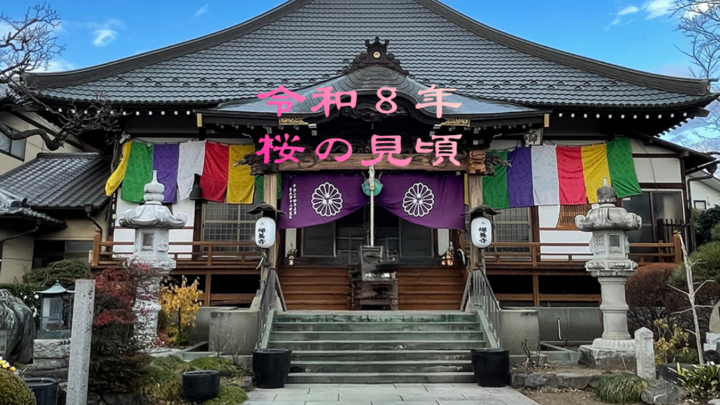 桜の見頃