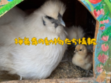 BLOG表題