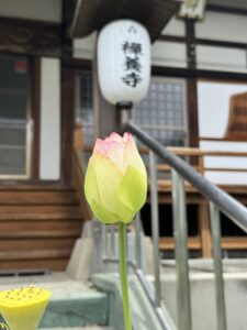2026蓮開花02