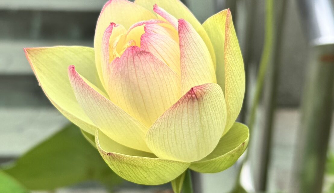 2026蓮開花03