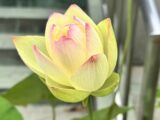 2026蓮開花03